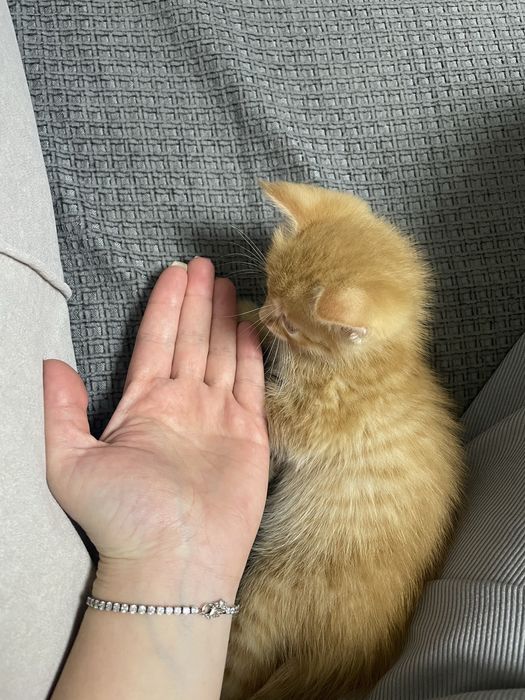 Срочно отдам котенка девочка 2 мес