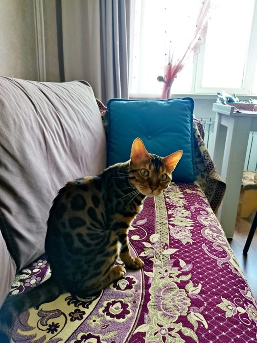 Бенгальский кот мальчик