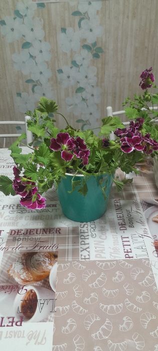 Комнатный цветы,цены разные.