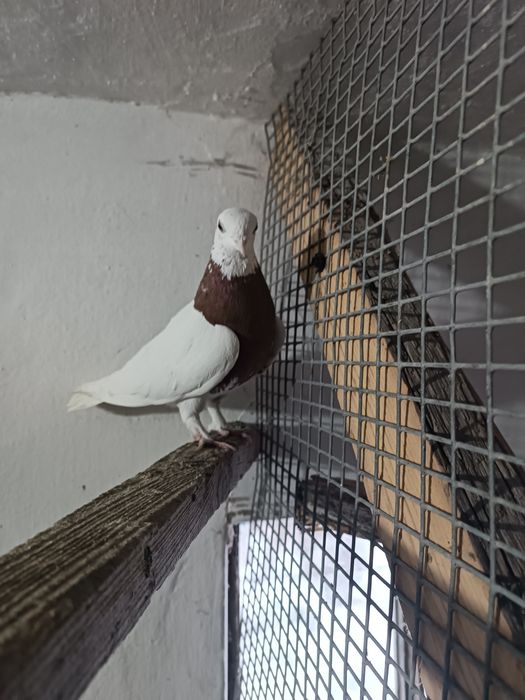 Продаются голуби