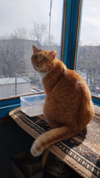 Ищу дом для кота