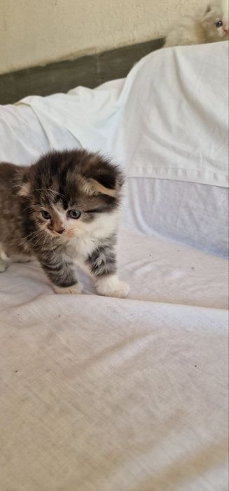 Котята шиншилла вислоухие