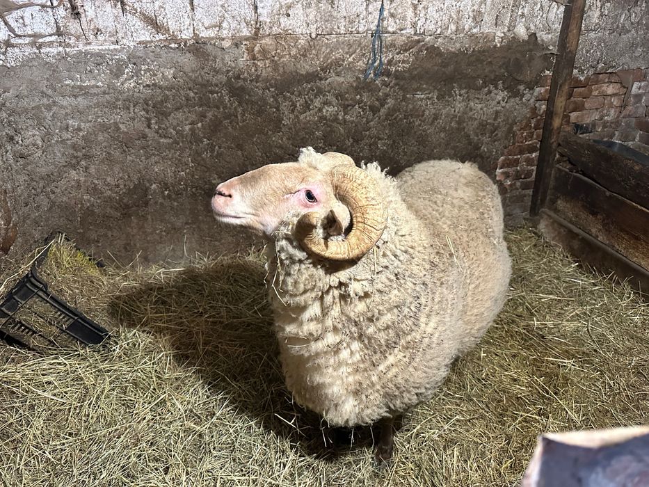 Vanzare berbec 3 ani