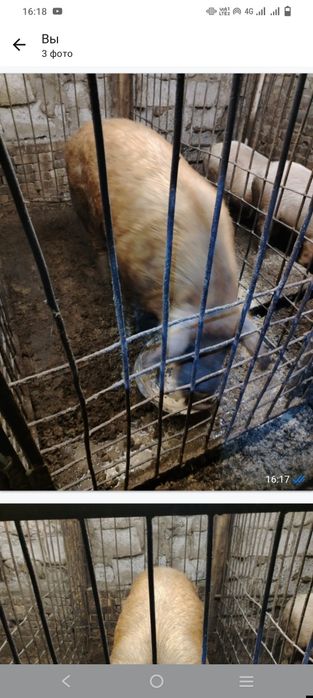 Продам кабана производителя