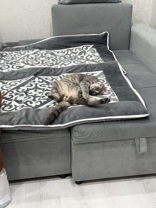 Кот, котик Шотландец