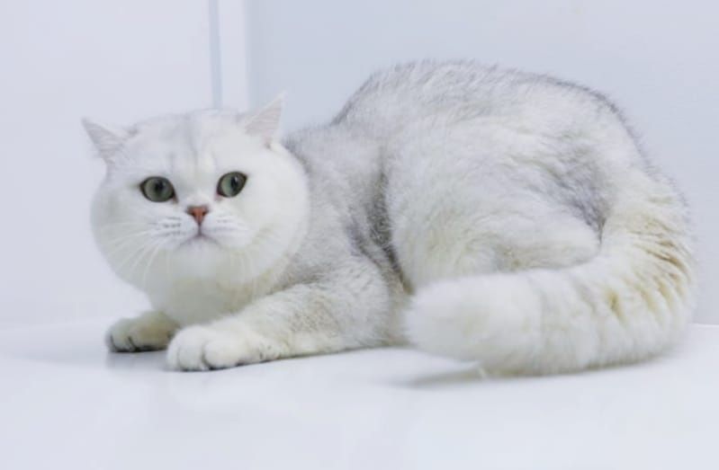 Британские девочки и мальчики