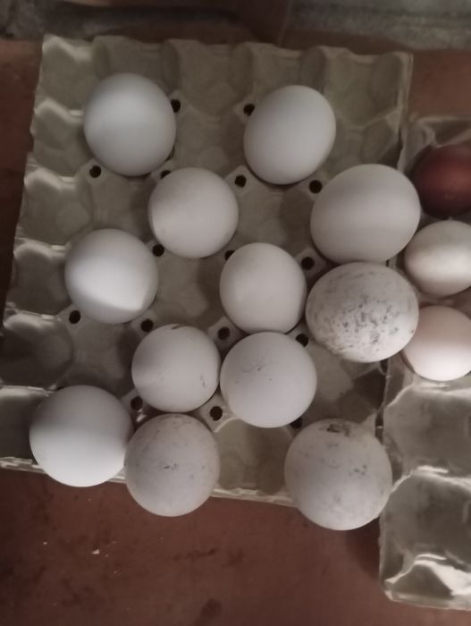 vând ouă de gâscă metis Toulouse