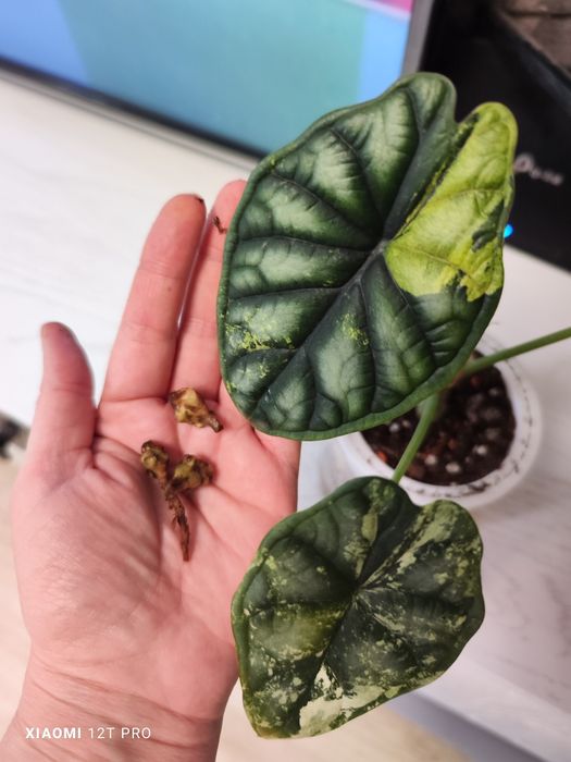 Клубни Алоказии Шкура дракона варигатная