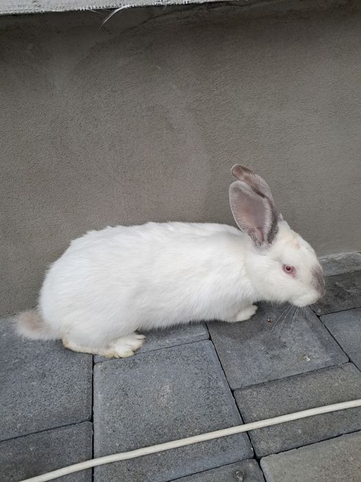 Vand o femela de 6 luni