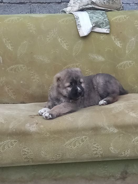 Щенок породы алабай