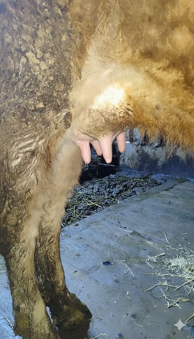 Сиыр бұзаумен сатылады