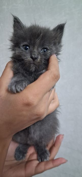 Отдам котенка в хорошие руки