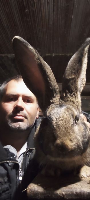 Продавам зайци Великани