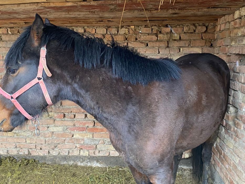 Құнан сатылады 2,5 жасар семіз