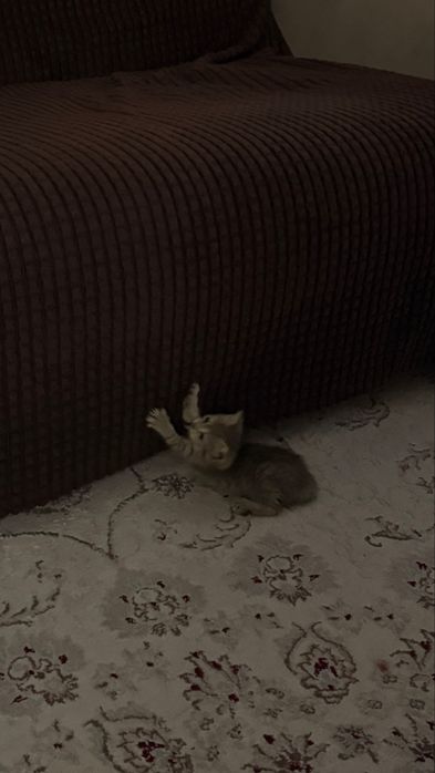 котенок 2,5 месяца,девочка