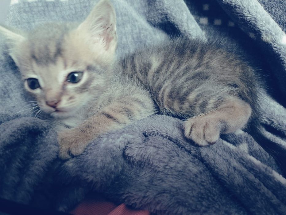 Отдам котенок крысолов