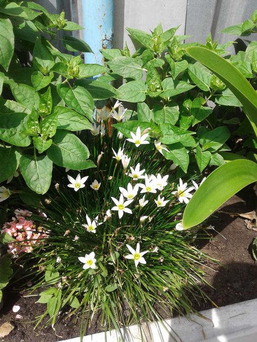 продам комнатные цветы