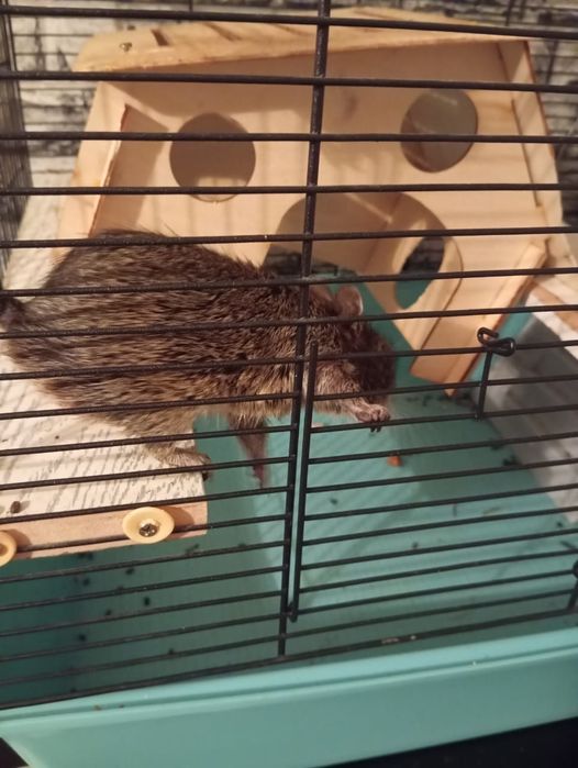 Продается Дигу(Чилийская белка)