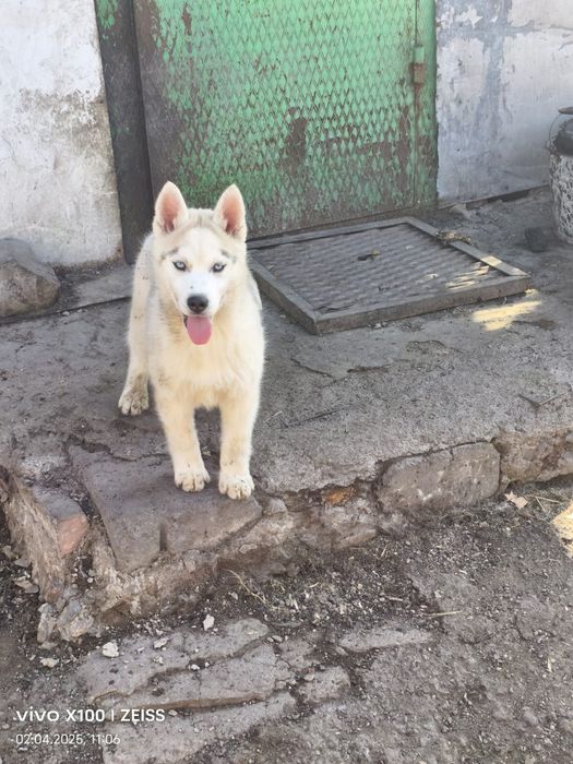 Очаровательные щенки сибирской хаски.