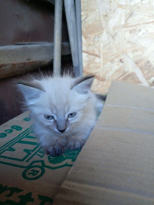 Котята бесплатно