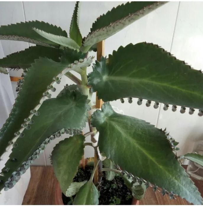 Каланхоэ лечебный цветок комнатный как выглядит Каланхоэ лечебный цветок комнатный как выглядит