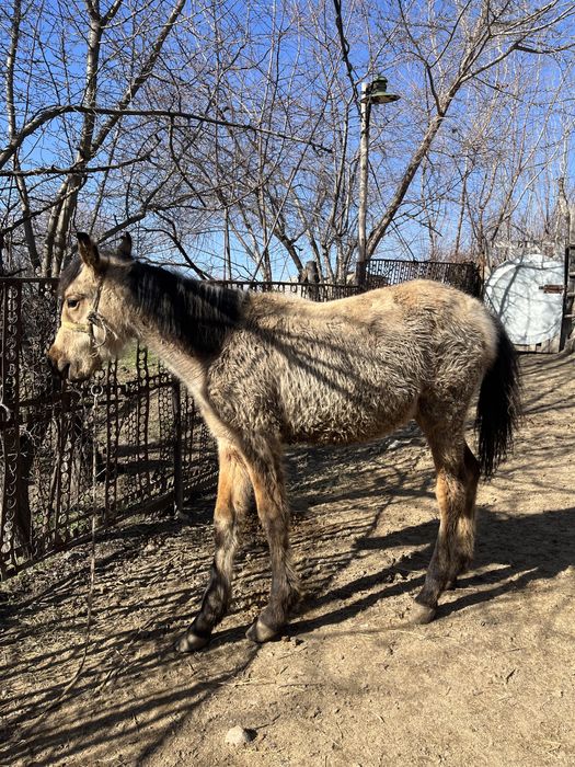 Екі ұрғашы жабағы