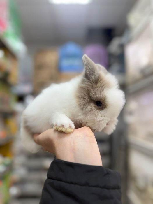 Iepuri pitici,  cap de leu minitoy, teddy