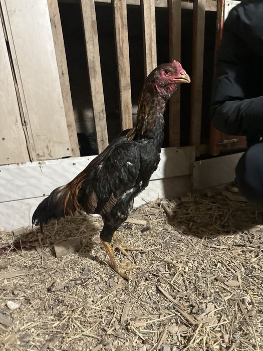 Дакан сатылады Саман тікше