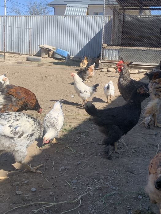 Продается малодые Петушки Полу Брамы