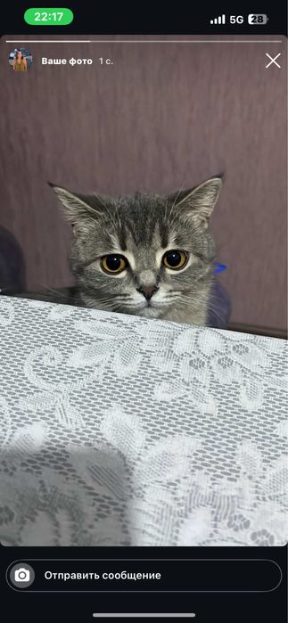 Отдаю в хорошие руки