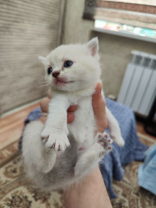 Тозза Scotish Fold Straight тогри вязкадан тугилган