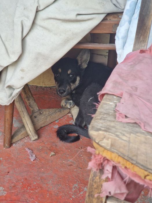 Отдам бесплатно щенят