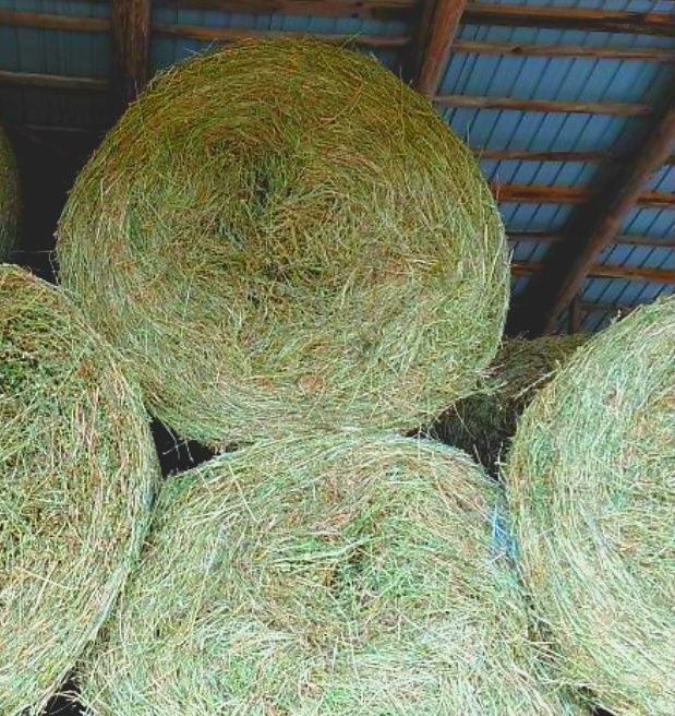 Baloti lucerna acoperiti