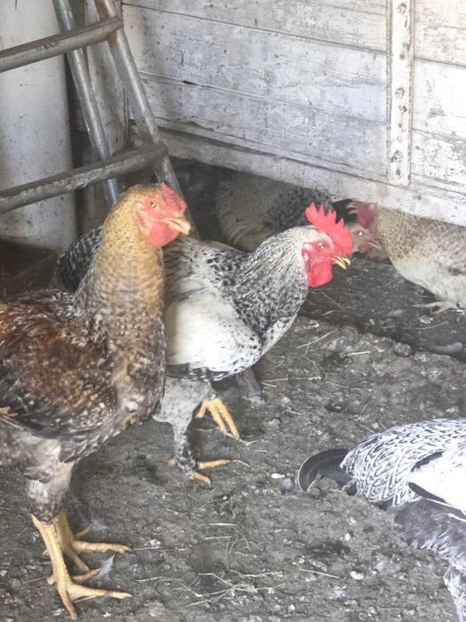 Cocosi țărănești
