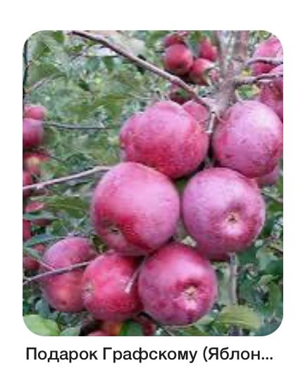 Яблони , груши, слива