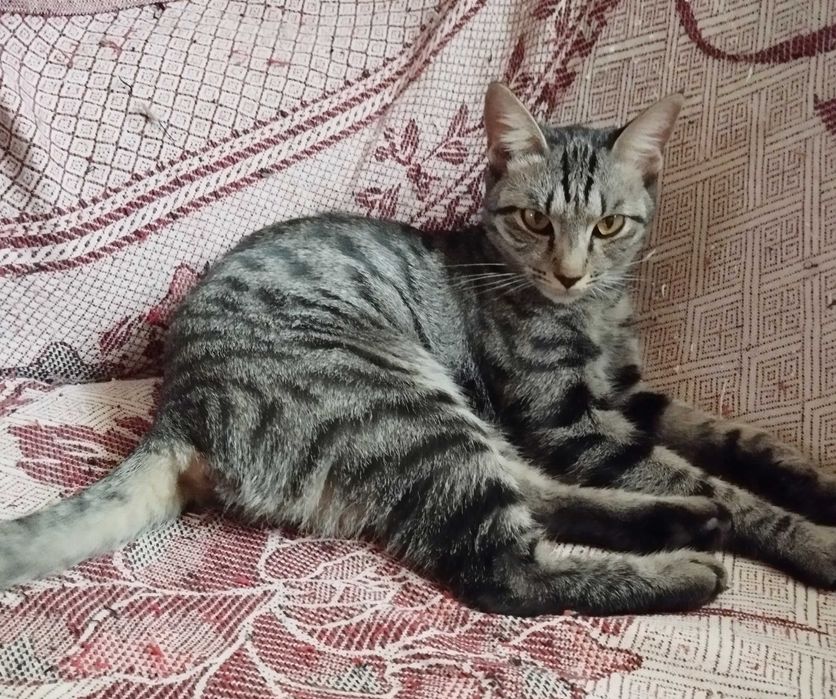 Отдам кошечку в добрые руки .