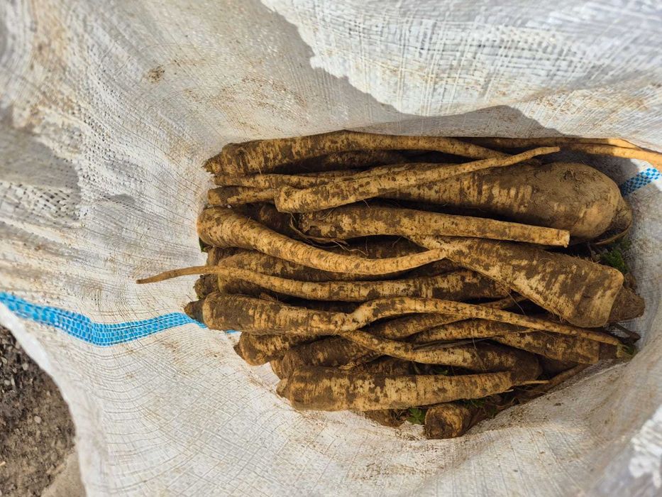 Patrunjel si pastarnac