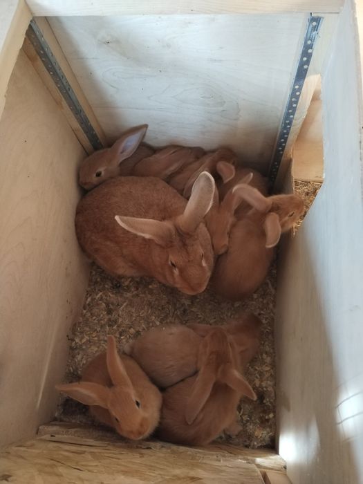 Burgun quyon toza zot