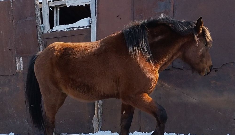 Владимировский полутяж продам Айгыра