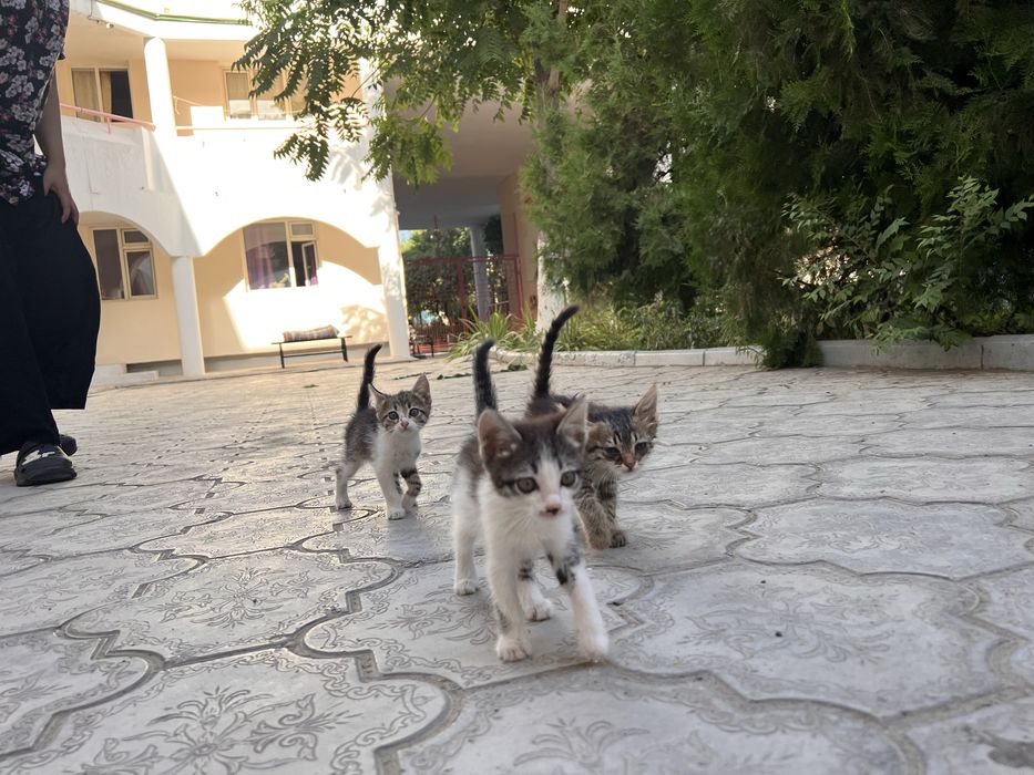 Котята ищут новый дом!