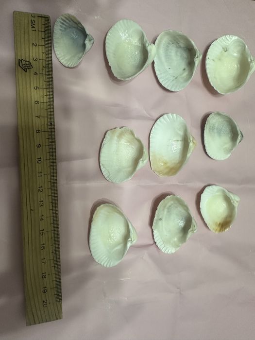 Ракушки для рукоделии