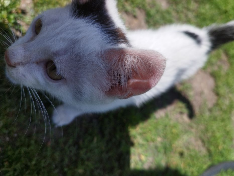 Маленький котенок