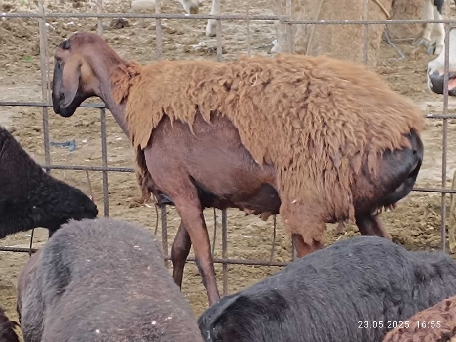 Қўй лар сотилади, сифати бомба хисори қўйлар