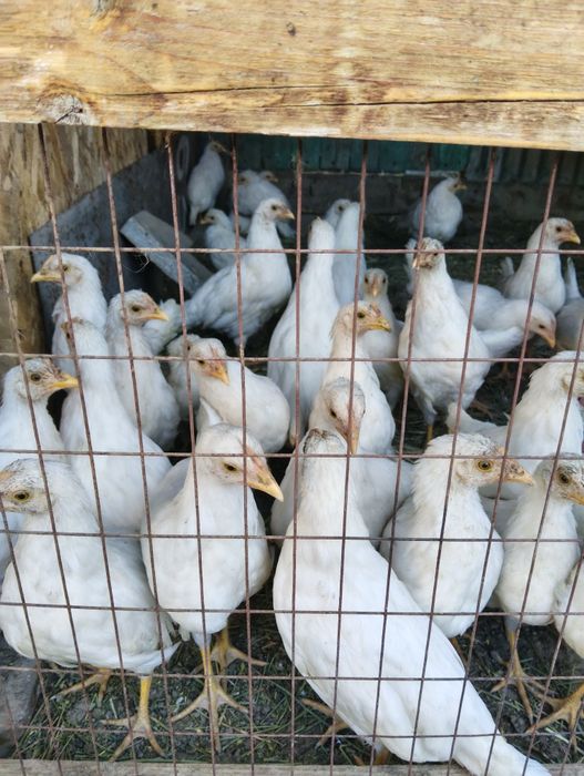 Куры несушки продам