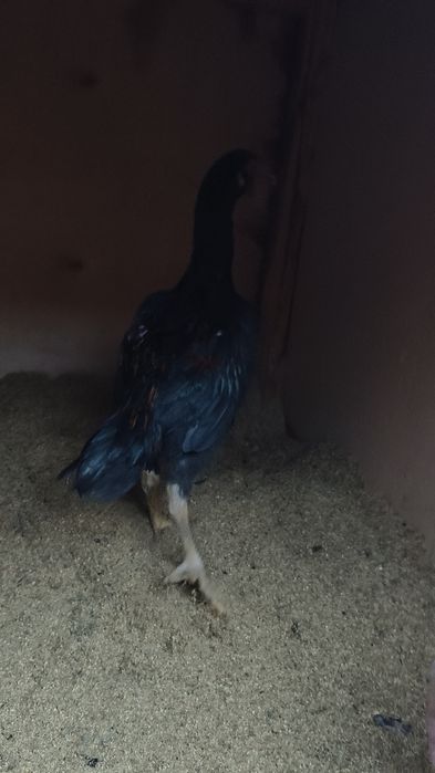 Дакан шөже сатылады