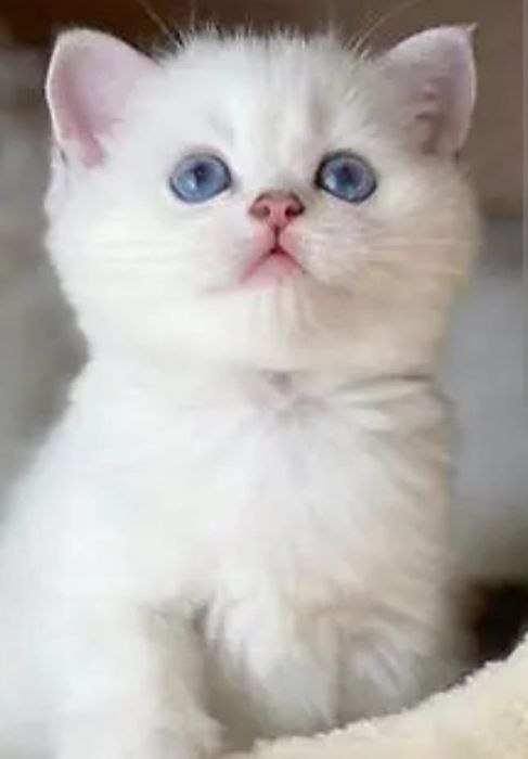 Кошечка и котик БриТанСкие