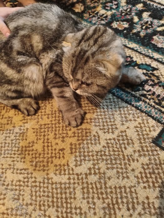 Найдена кошка веслоухая