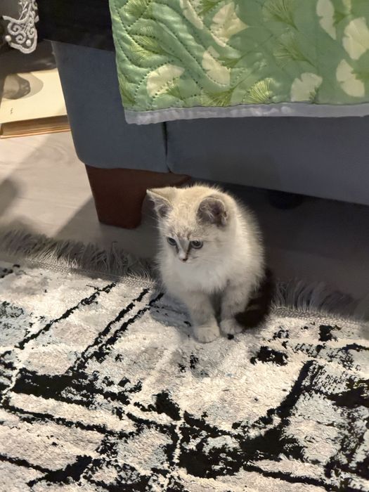 Котенок 1-2 месяца