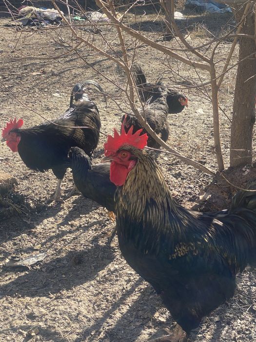 Xo’rozlar sotiladi