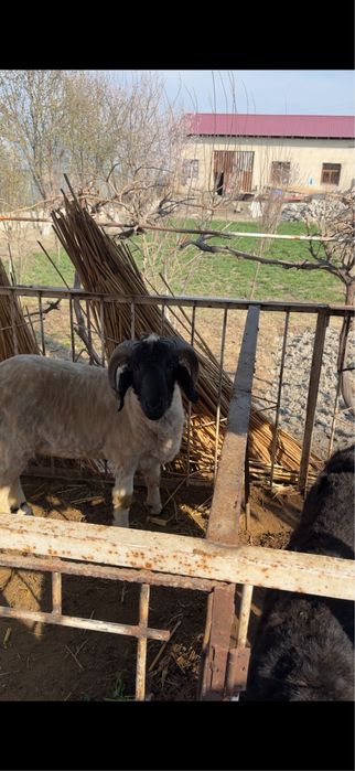 Qoʻchqorlar tezda sotiladi